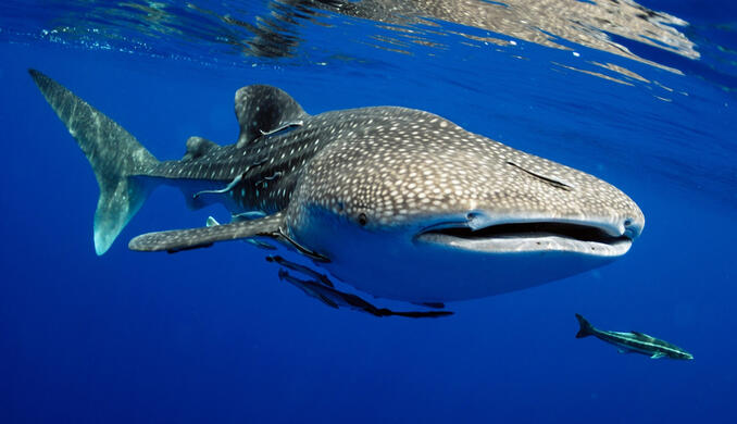 whale shark1