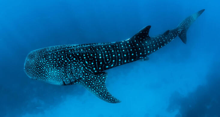 whale shark2