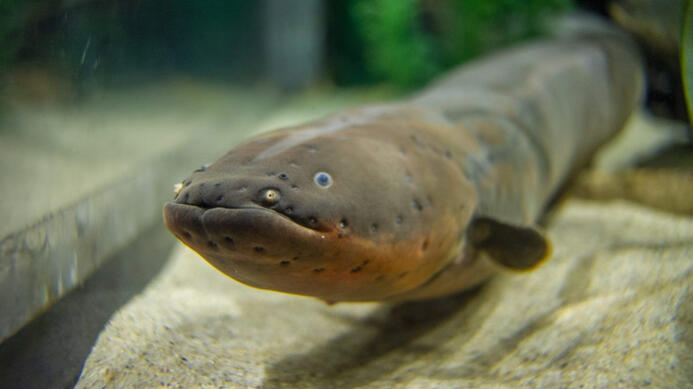 eel1