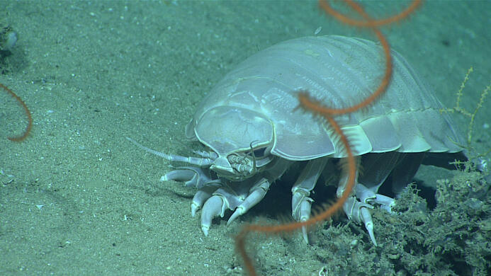 isopod