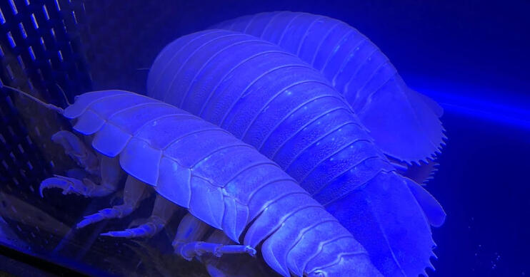 isopods